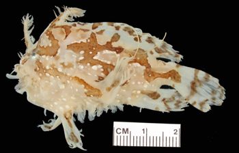 Media type: image; Ichthyology 161023